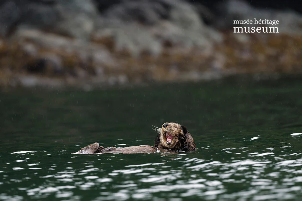 Dave Conlin's Wild Side photographic collection